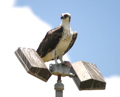 Osprey