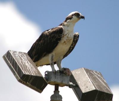 Osprey