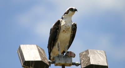 Osprey