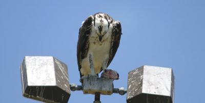 Osprey