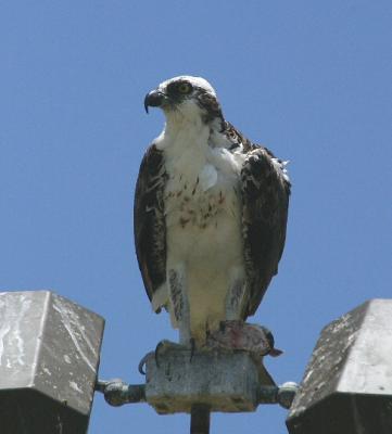 Osprey