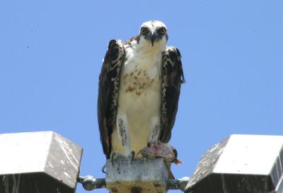 Osprey