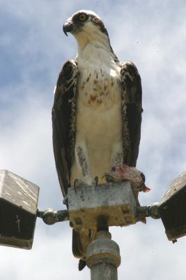 Osprey