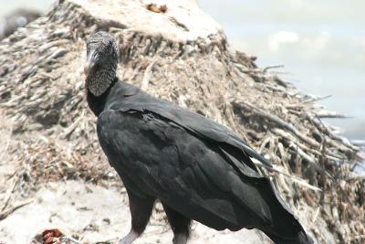 Black Vulture