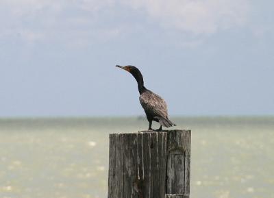 Double-Crested Cormorant