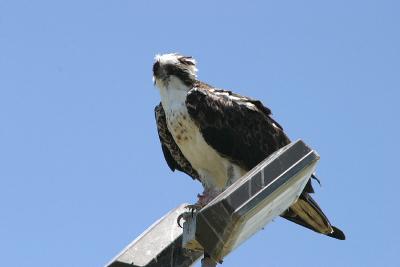 Osprey