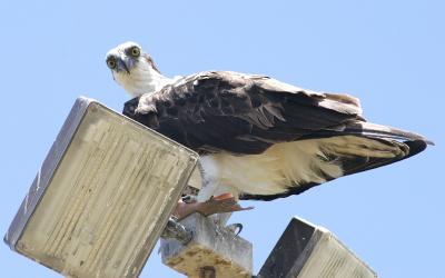 Osprey.  Hey you!  What are you lookin' at!?!