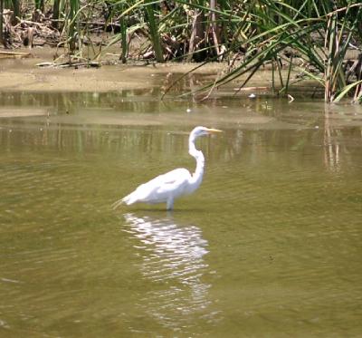 Great Egret