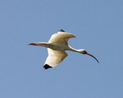 White Ibis