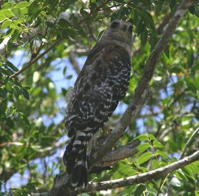 Red-Shouldered Hawk