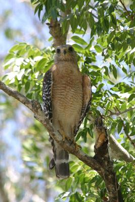 Red-Shouldered Hawk