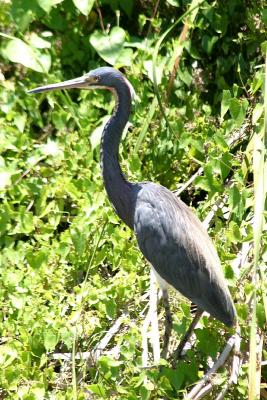 Tricolored Heron (I think)