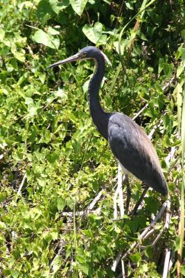 Tricolored Heron (I think)