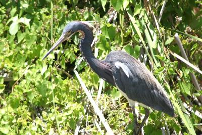 Tricolored Heron (I think)