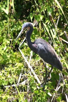 Tricolored Heron (I think)