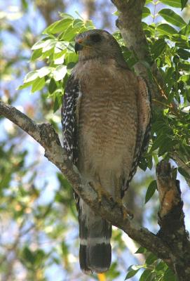 Red-Shouldered Hawk