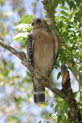 Red-Shouldered Hawk