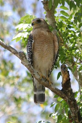 Red-Shouldered Hawk