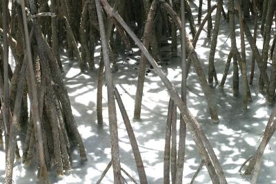 Just a strange shot that I thought was interesting. Mangrove tree roots and foamy water. That's all.