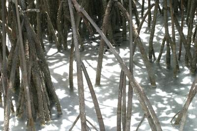 Just a strange shot that I thought was interesting.  Mangrove tree roots and foamy water.  That's all.