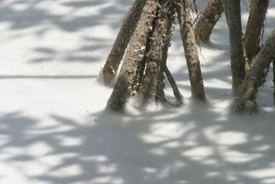 Just a strange shot that I thought was interesting.  Mangrove tree roots and foamy water.  That's all.