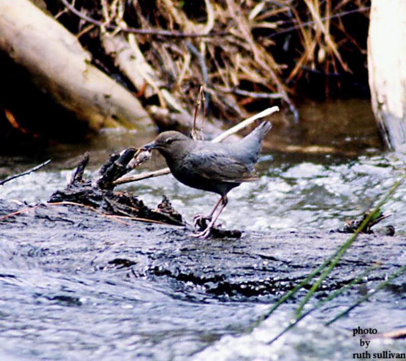 American Dipper