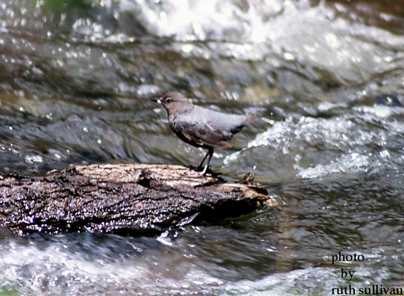 American Dipper