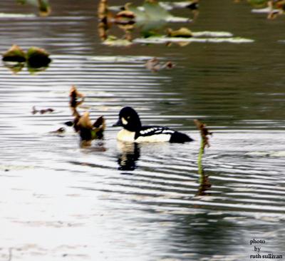 u48/godwit/medium/35781493.BAGO2.jpg