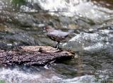 American Dipper