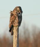 Great Gray Owl