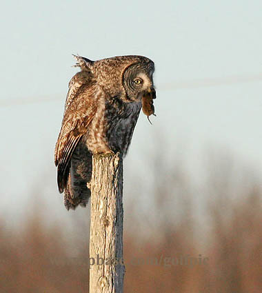 Great Gray Owl