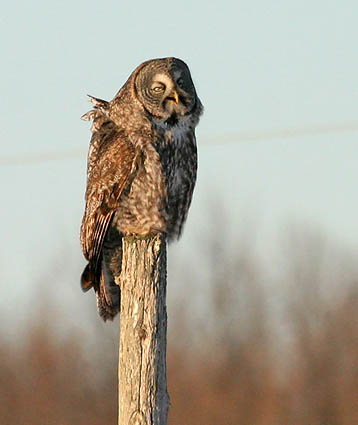 Great Gray Owl