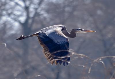 Great Blue Heron: Ardea herodias