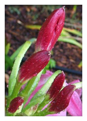 Crinum Buds in the Rain