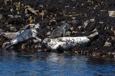 Grey Seals