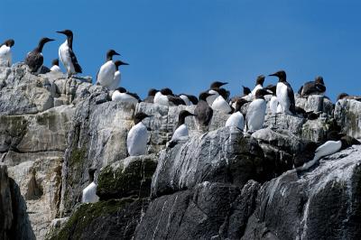 Guillemots