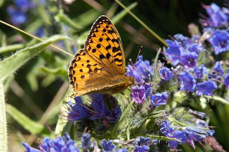 Dark Green Fritillary