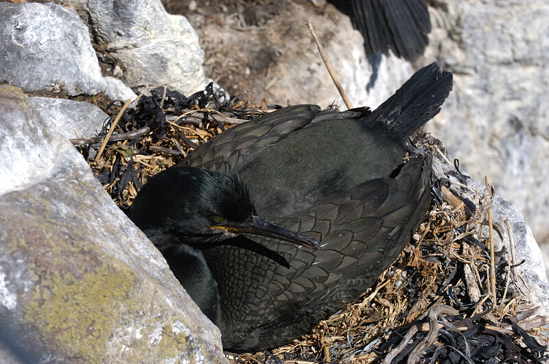 Shag