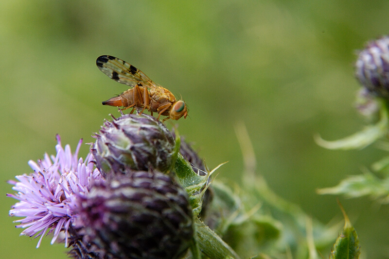 Picture Winged Fly