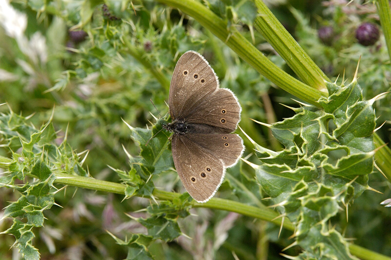 Ringlet