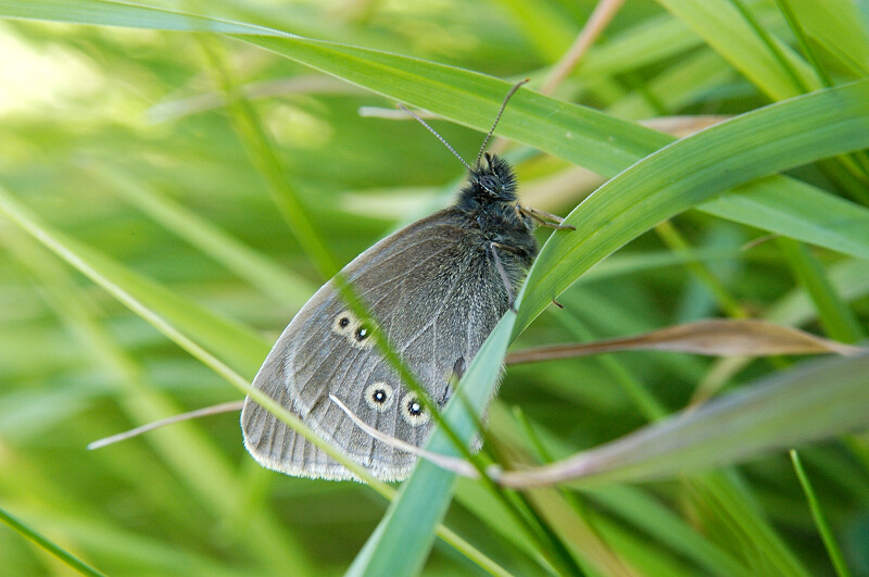 Ringlet