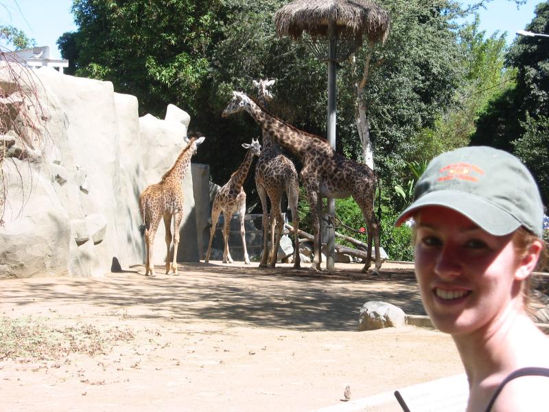 Giraffes.jpg