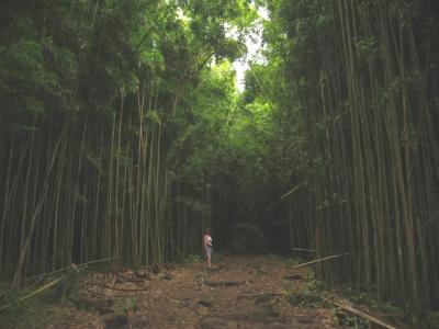u48/grasshopper216/medium/36995909.BambooForest2.jpg