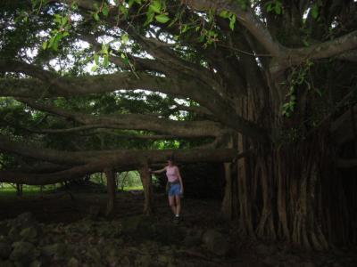 Banyan Tree.jpg
