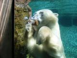 Polar Bear.jpg