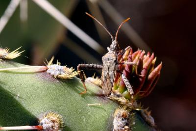 cactus bug