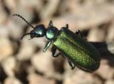 green bug - probably Lytta chloris