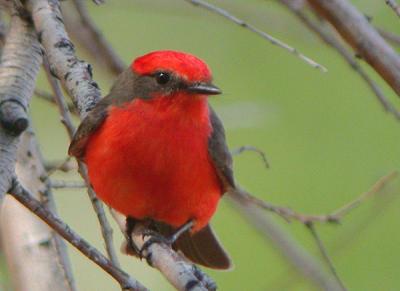 Vermilion Flycatcher