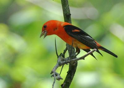 Scarlet Tanager