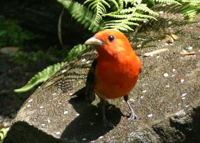 Scarlet Tanager